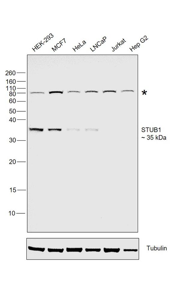 STUB1 Antibody in Western Blot (WB)