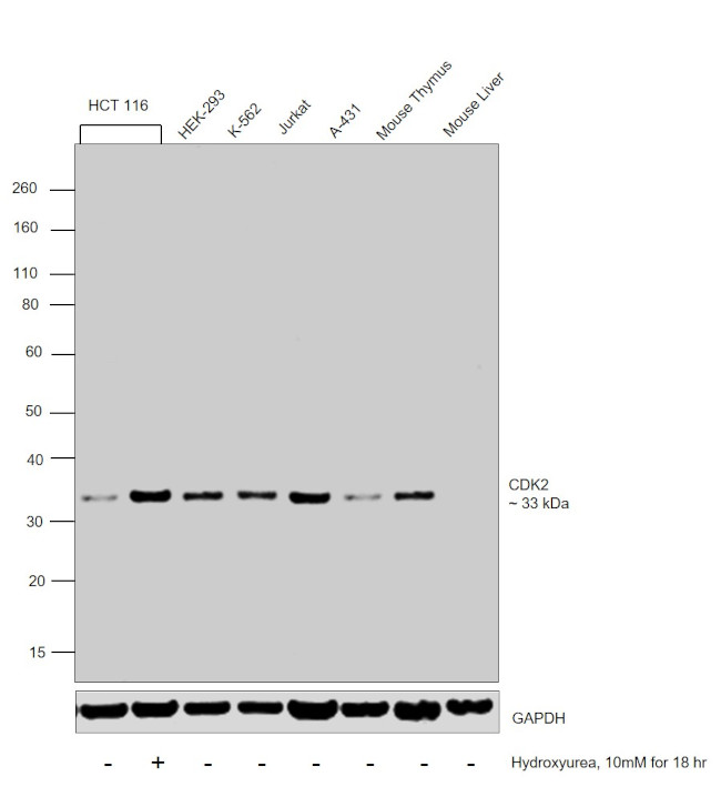 CDK2 Antibody