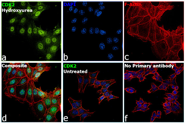 CDK2 Antibody in Immunocytochemistry (ICC/IF)