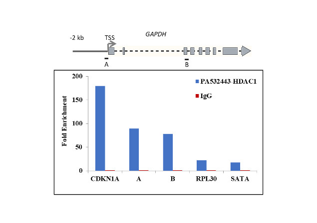 HDAC1 Antibody in ChIP Assay (ChIP)