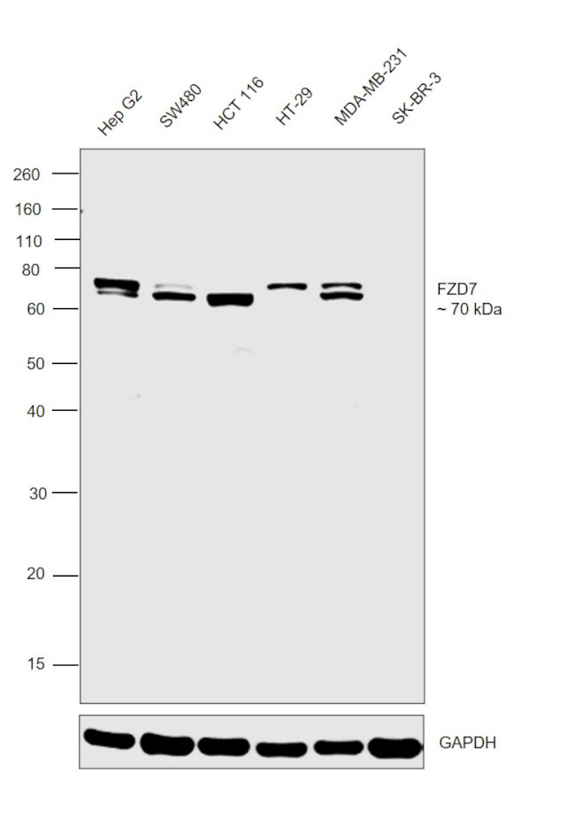 FZD7 Antibody