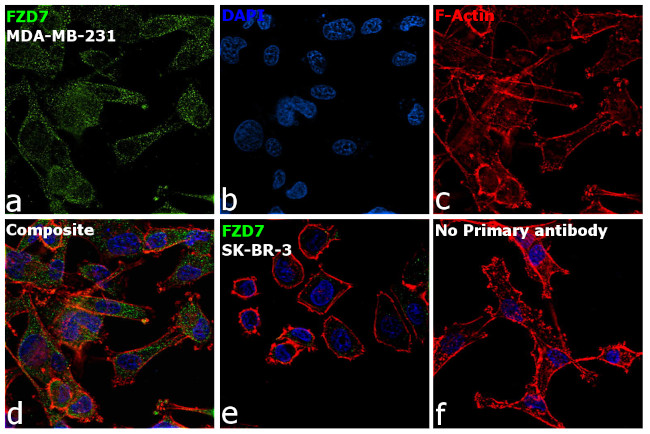 FZD7 Antibody in Immunocytochemistry (ICC/IF)