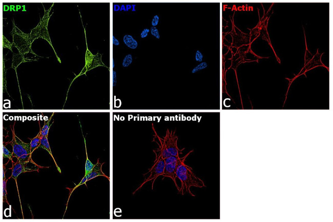 CRMP1 Antibody in Immunocytochemistry (ICC/IF)