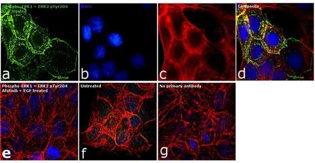 Phospho-ERK1/ERK2 (Tyr204) Antibody