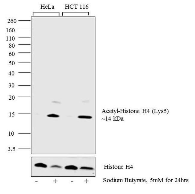 H4K5ac Antibody in Western Blot (WB)