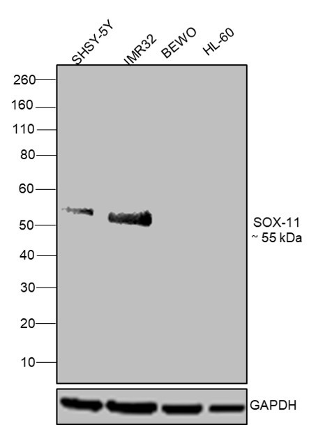 SOX11 Antibody