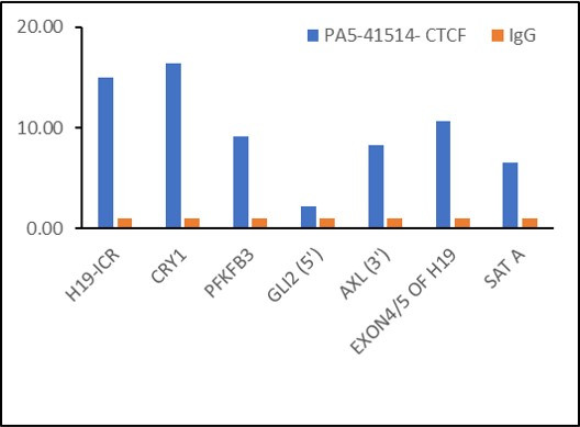 CTCF Antibody in ChIP Assay (ChIP)