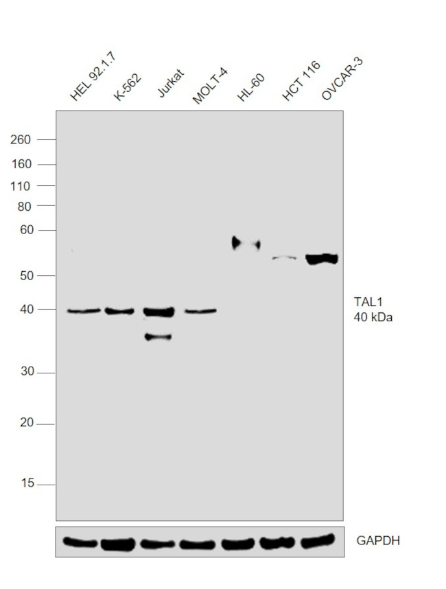 TAL1 Antibody