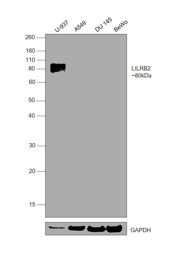 LILRB2 Antibody