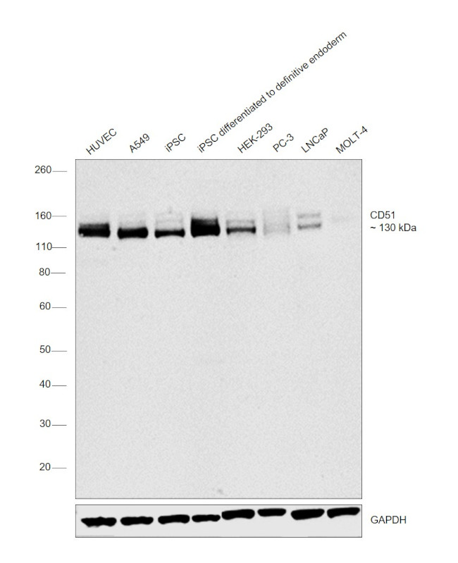 CD51 Antibody