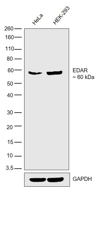 EDAR Antibody