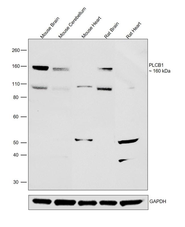 PLCB1 Antibody in Western Blot (WB)