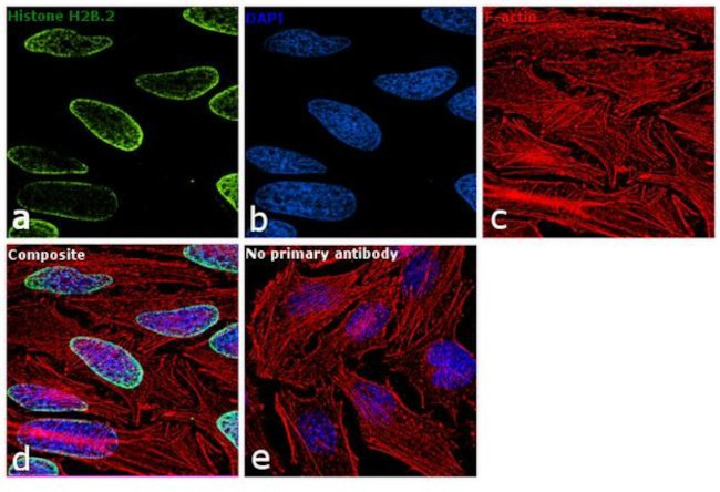 Histone H2B.2 Antibody in Immunocytochemistry (ICC/IF)