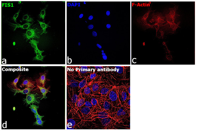 FIS1 Antibody in Immunocytochemistry (ICC/IF)