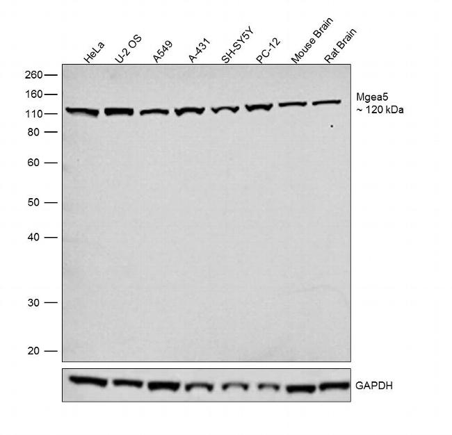 Mgea5 Antibody in Western Blot (WB)