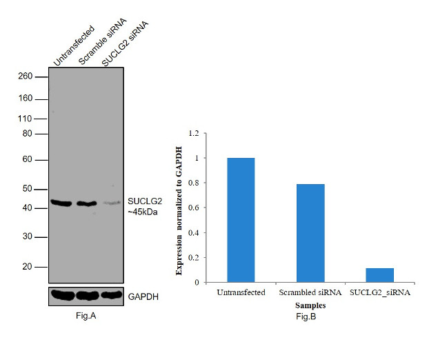 SUCLG2 Antibody