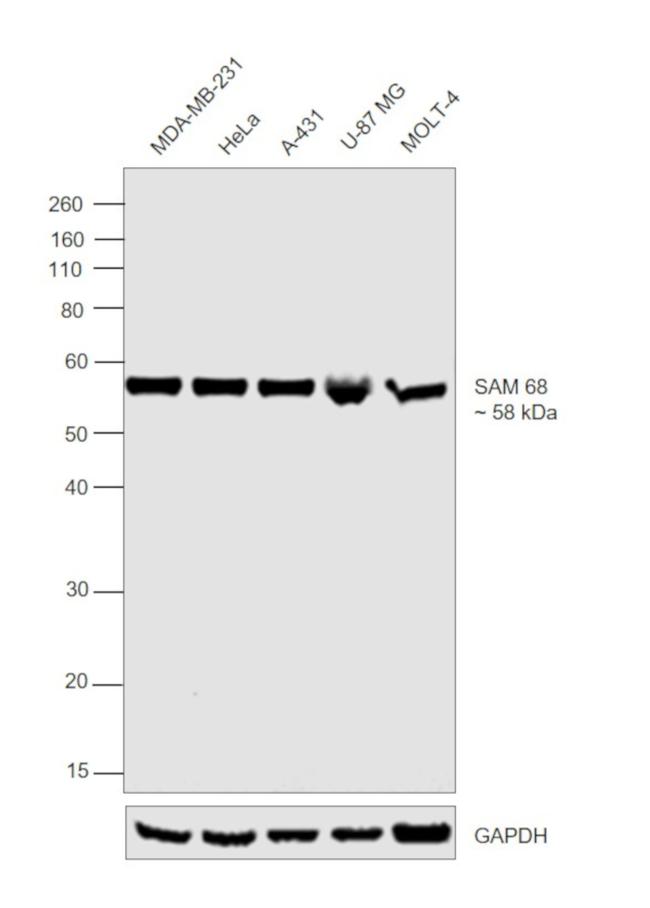 SAM68 Antibody in Western Blot (WB)