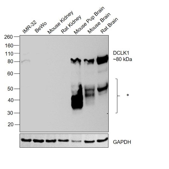 DCLK1 Antibody in Western Blot (WB)