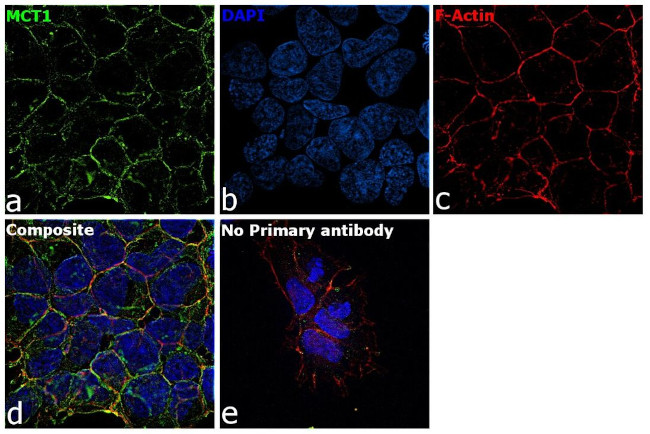 MCT1 Antibody in Immunocytochemistry (ICC/IF)