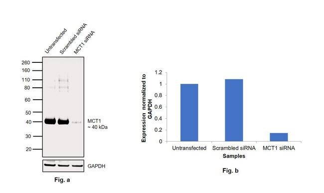 MCT1 Antibody in Western Blot (WB)