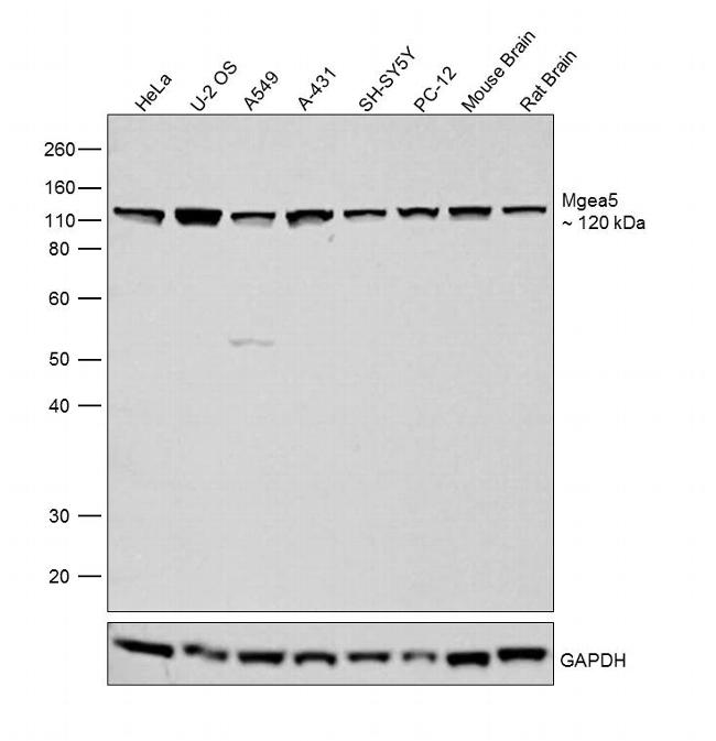 Mgea5 Antibody in Western Blot (WB)