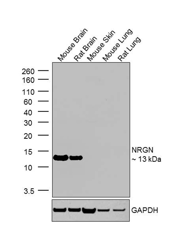 NRGN Antibody