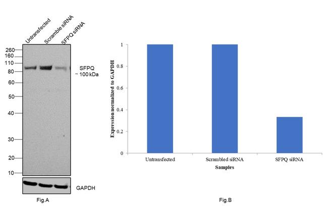 SFPQ Antibody in Western Blot (WB)