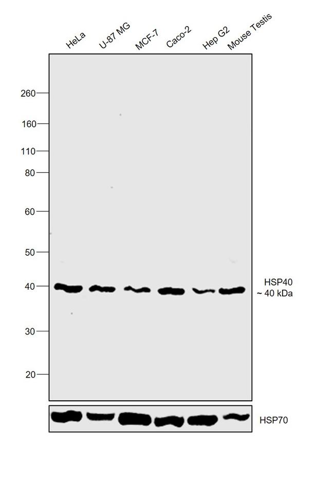 HSP40 Antibody in Western Blot (WB)