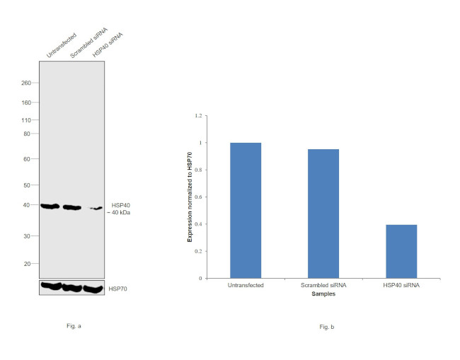 HSP40 Antibody