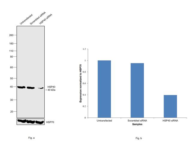 HSP40 Antibody in Western Blot (WB)