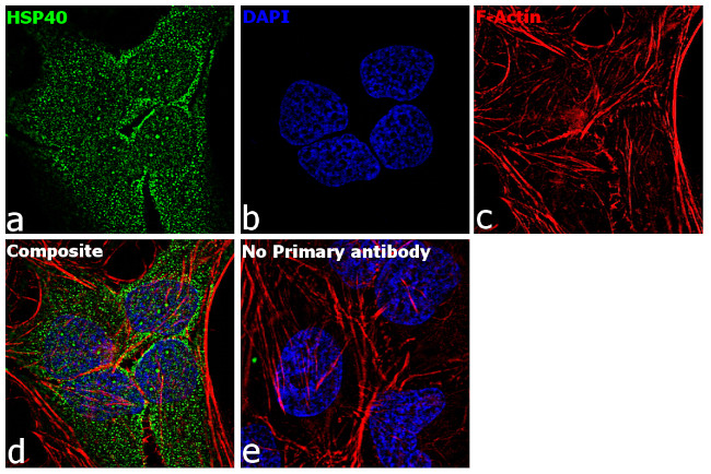 HSP40 Antibody in Immunocytochemistry (ICC/IF)