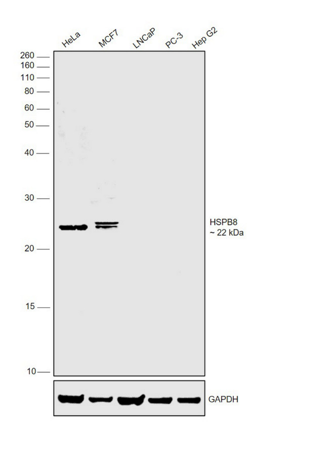 HSPB8 Antibody