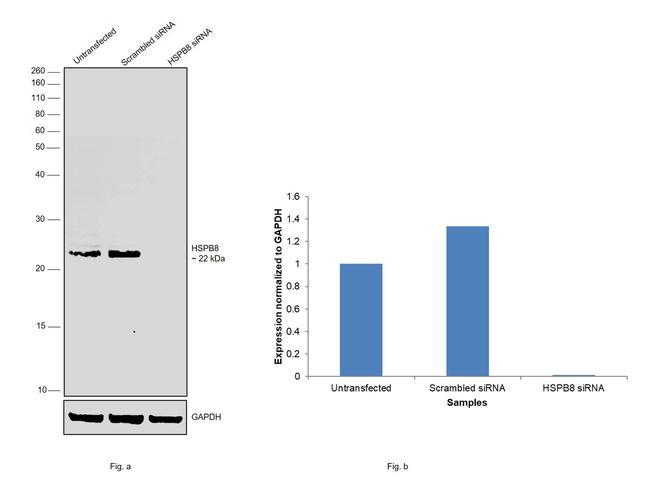 HSPB8 Antibody in Western Blot (WB)