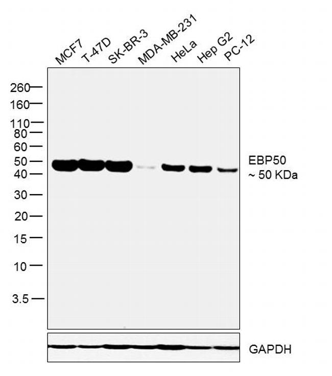 EBP50 Antibody in Western Blot (WB)