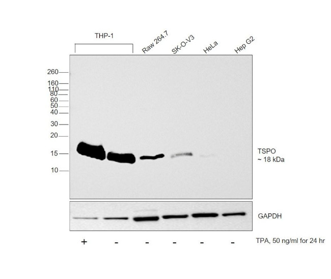 TSPO Antibody