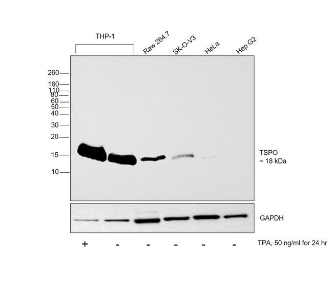 TSPO Antibody in Western Blot (WB)