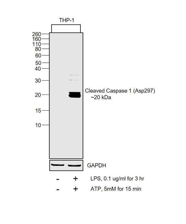 Caspase 1 (cleaved Asp297) Antibody in Western Blot (WB)
