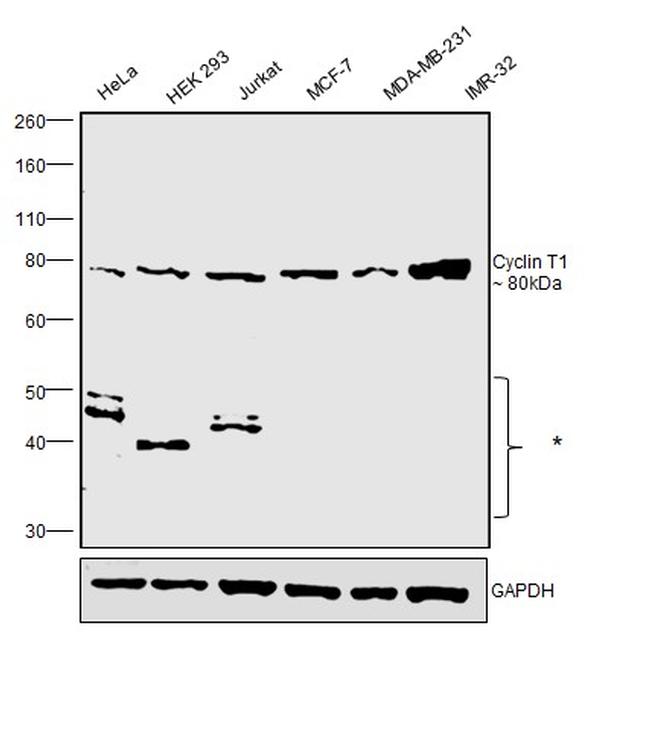 Cyclin T1 Antibody in Western Blot (WB)