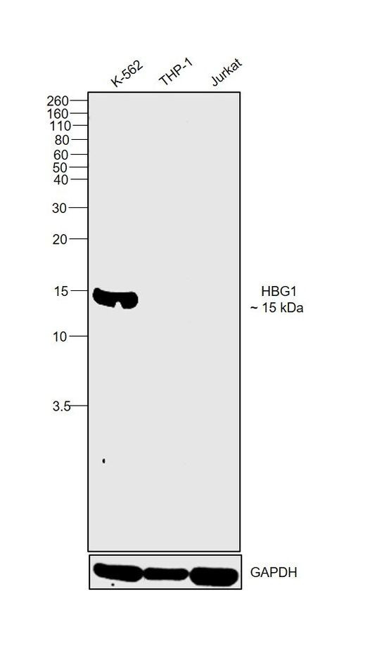 Hemoglobin gamma A Antibody