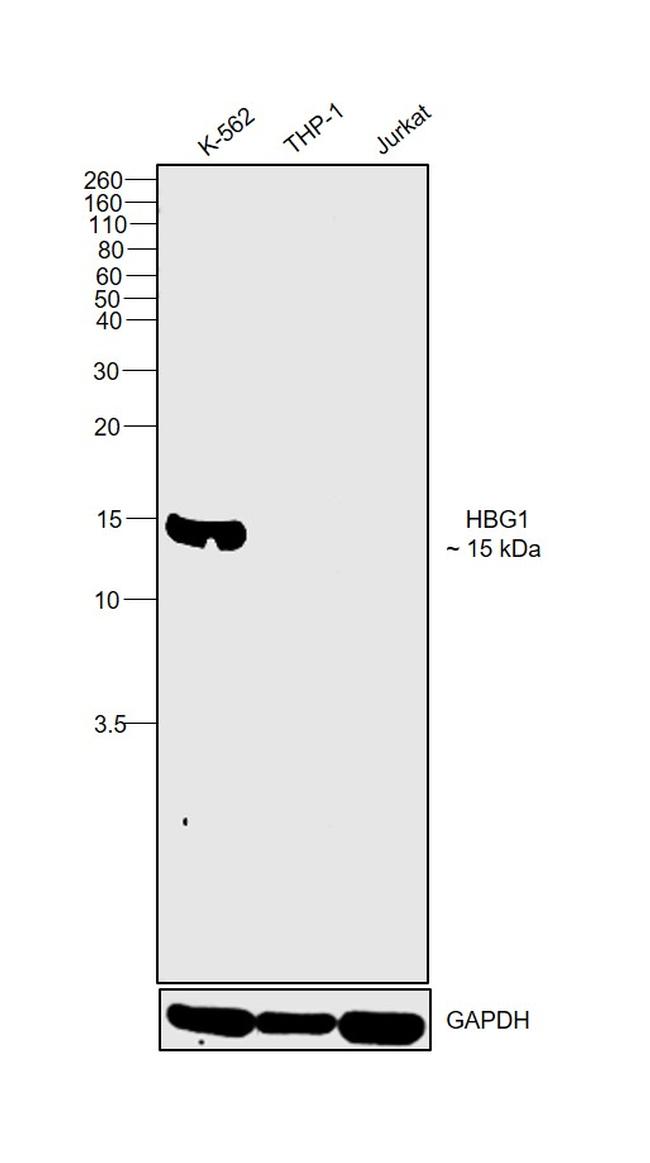 Hemoglobin gamma A Antibody in Western Blot (WB)