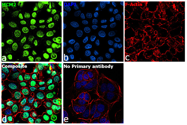 MCM2 Antibody in Immunocytochemistry (ICC/IF)