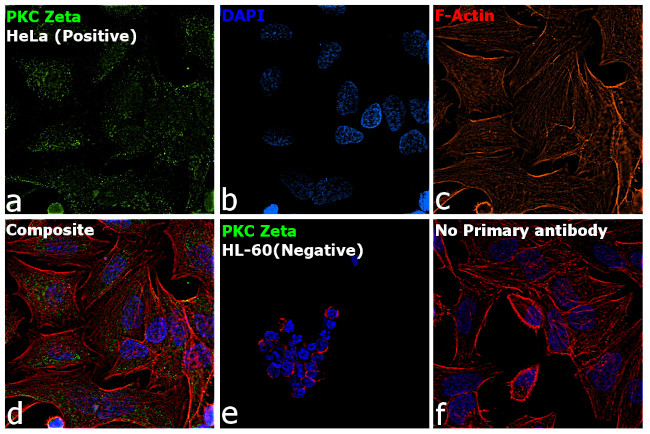 PKC zeta Antibody in Immunocytochemistry (ICC/IF)