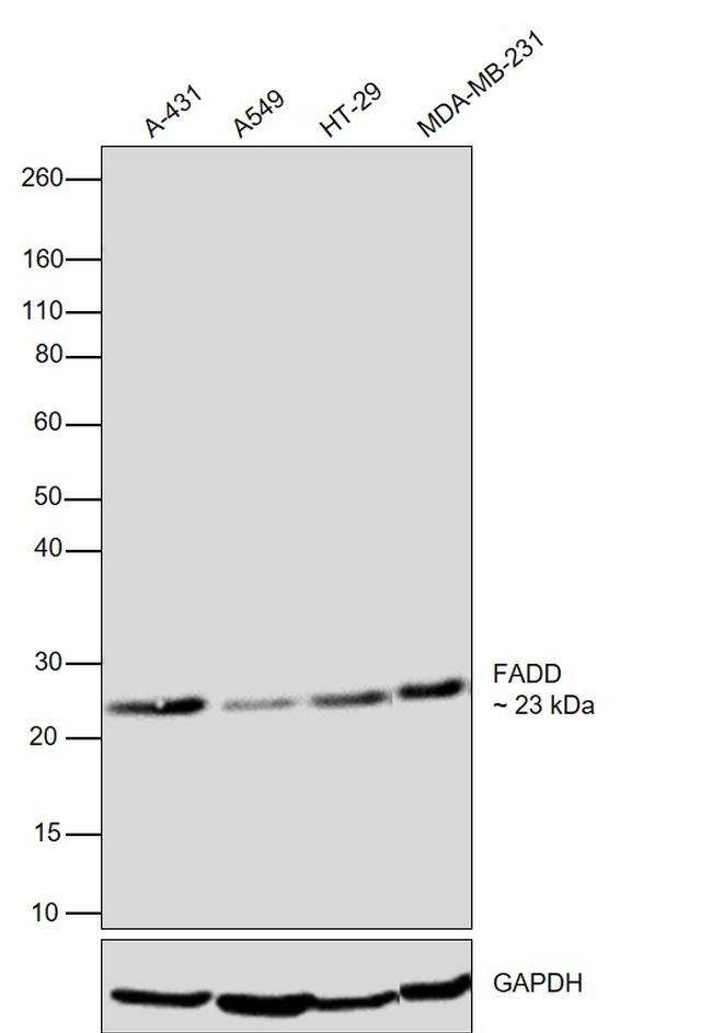 FADD Antibody in Western Blot (WB)