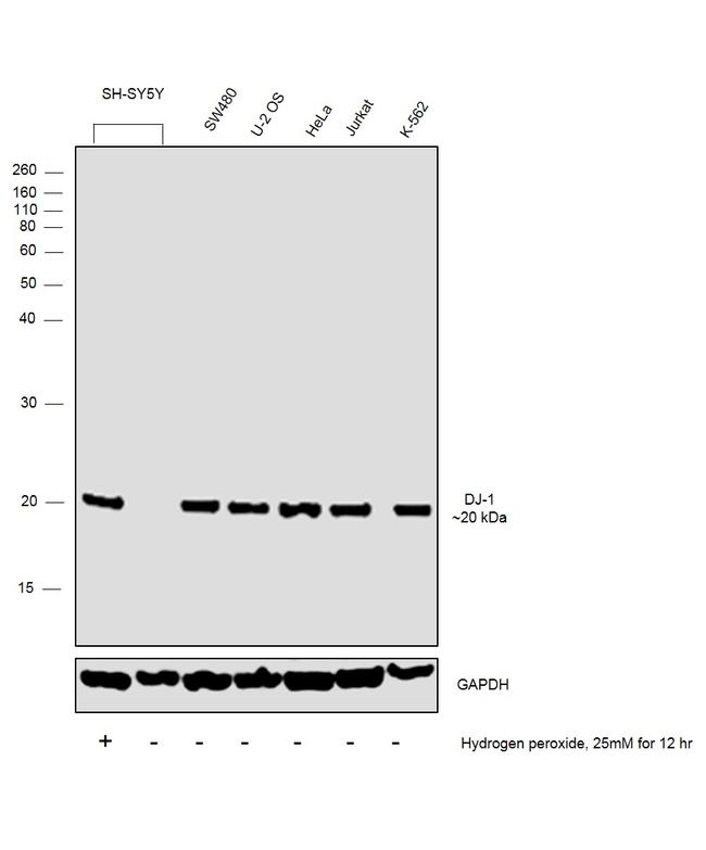 DJ-1 Antibody in Western Blot (WB)