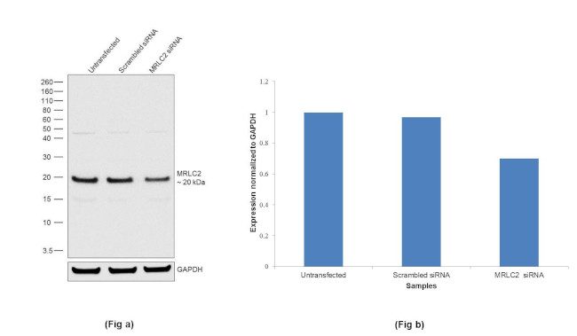 MRLC2 Antibody