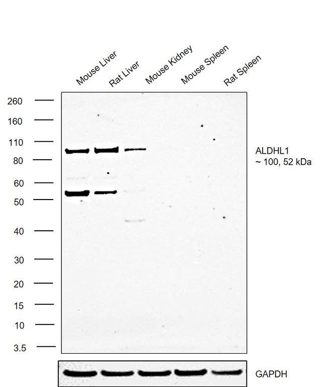 ALDH1L1 Antibody in Western Blot (WB)