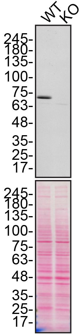 Calpain 2 Antibody