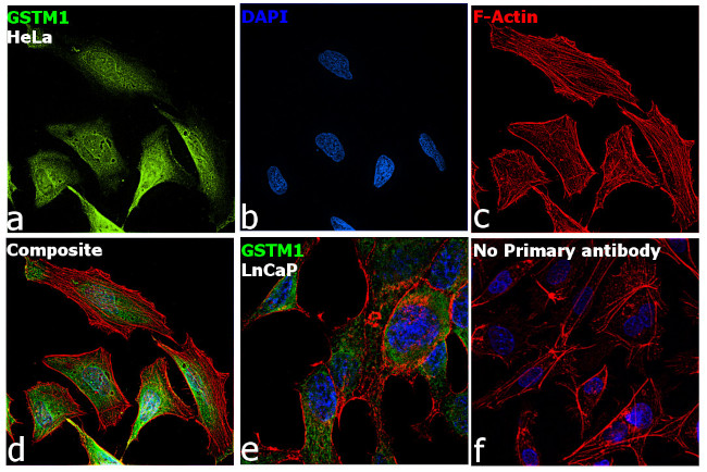 GSTM1 Antibody in Immunocytochemistry (ICC/IF)