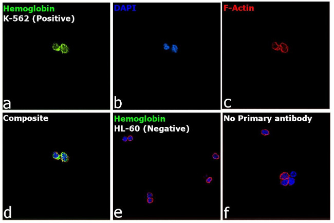 Hemoglobin alpha Antibody