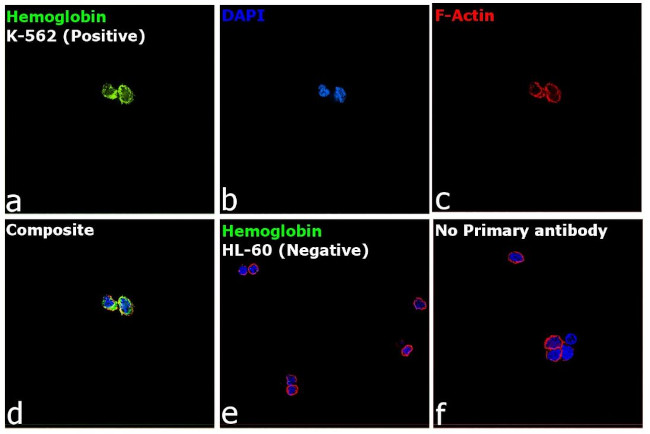 Hemoglobin alpha Antibody in Immunocytochemistry (ICC/IF)